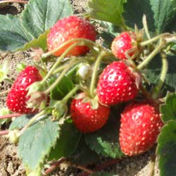 Fragaria vesca Mount Everest